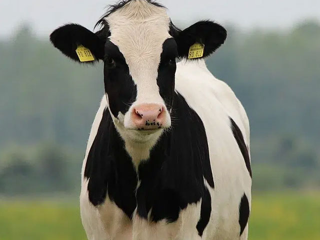 آئرلینڈ ، جہاں انسان ہی نہیں گائیں کے بھی پاسپورٹ ہوتے ہیں