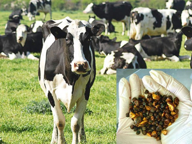 گائے کے پتھری عالمی مارکیٹ میں سونے سے بھی قیمتی