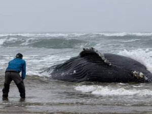 جرمنی کے ساحل پر پھنسی وہیل کی اپنی مدد آپ کے تحت گہرے سمندر میں واپسی