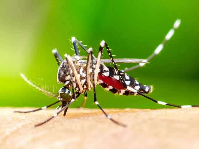 مچھر مخصوص بو سے خوراک کی جگہ یاد رکھ سکتے ہیں:  تحقیق