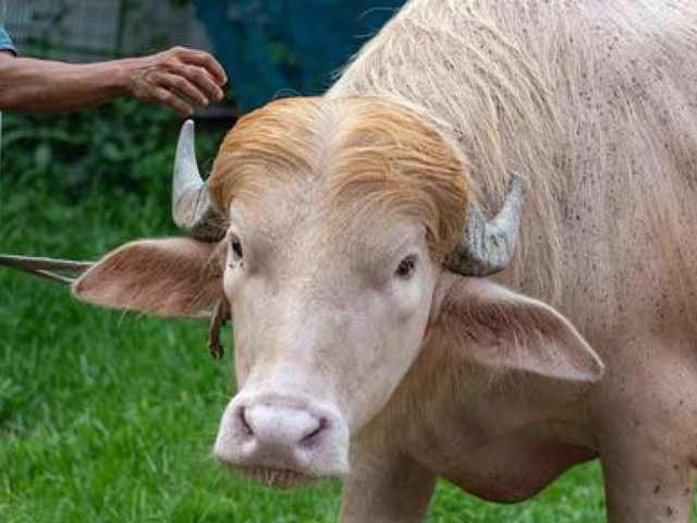 بنگلا دیشی حکومت نے ڈونلڈ ٹرمپ کی قربانی رکوا دی