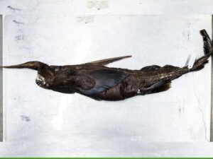 بحر الکاہل کے گہرے پانیوں میں گھوسٹ شارک کی نئی قسم دریافت